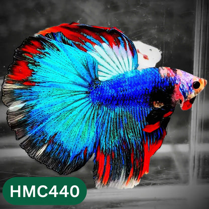 Multicolor Halfmoon Male Betta Fish | Order Directly From Farm | You Pick Fish