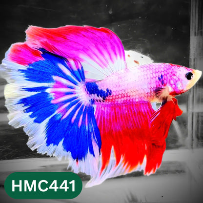 Multicolor Halfmoon Male Betta Fish | Order Directly From Farm | You Pick Fish
