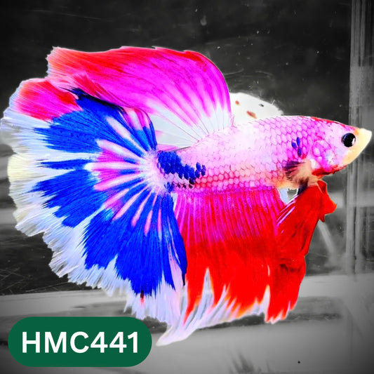 Multicolor Halfmoon Male Betta Fish | Order Directly From Farm | You Pick Fish