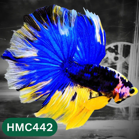 Multicolor Halfmoon Male Betta Fish | Order Directly From Farm | You Pick Fish