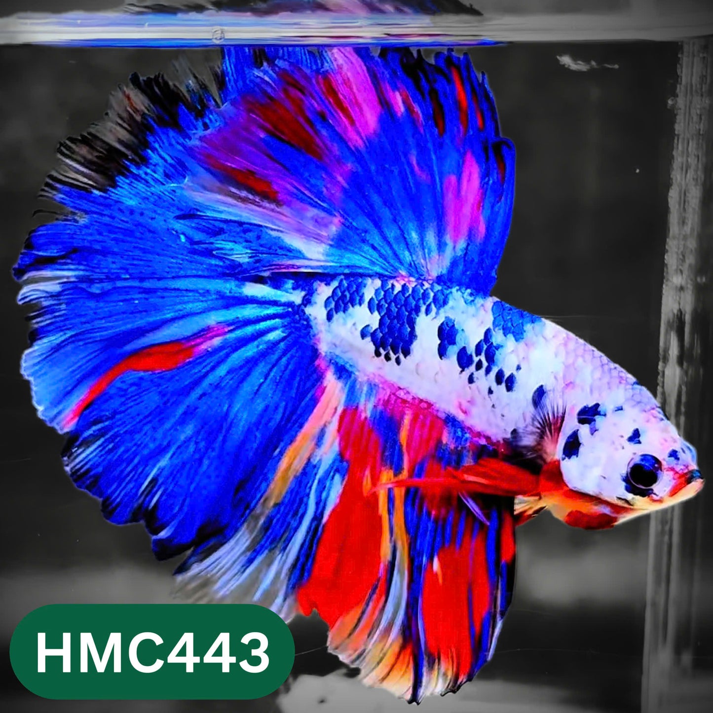 Multicolor Halfmoon Male Betta Fish | Order Directly From Farm | You Pick Fish