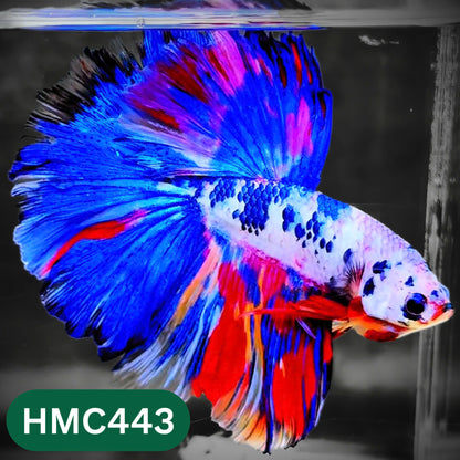 Multicolor Halfmoon Male Betta Fish | Order Directly From Farm | You Pick Fish