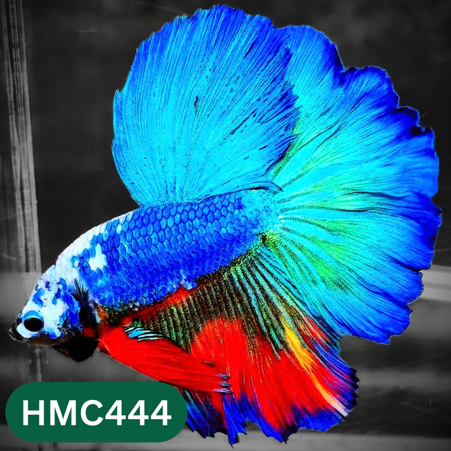 Multicolor Halfmoon Male Betta Fish | Order Directly From Farm | You Pick Fish
