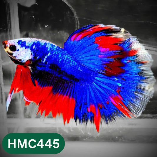Multicolor Halfmoon Male Betta Fish | Order Directly From Farm | You Pick Fish