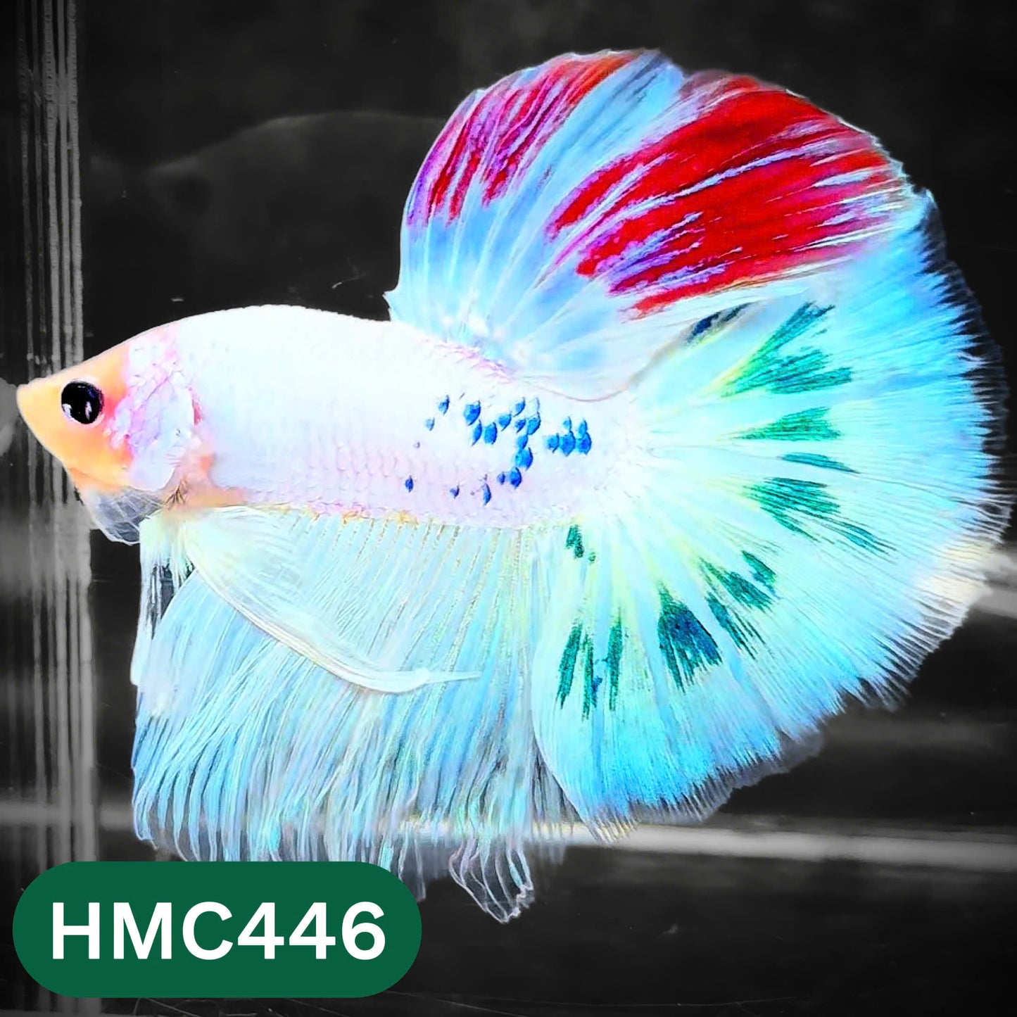 Multicolor Halfmoon Male Betta Fish | Order Directly From Farm | You Pick Fish