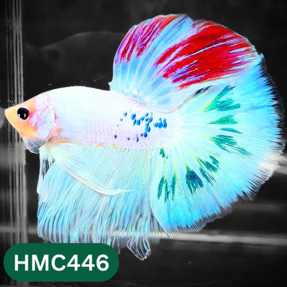 Multicolor Halfmoon Male Betta Fish | Order Directly From Farm | You Pick Fish