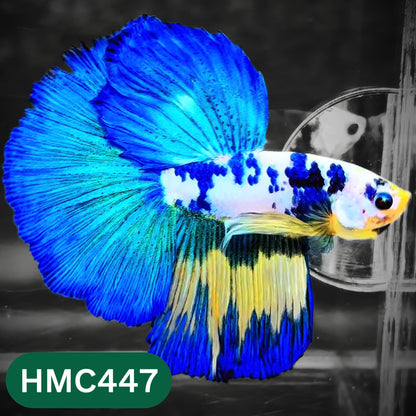 Multicolor Halfmoon Male Betta Fish | Order Directly From Farm | You Pick Fish