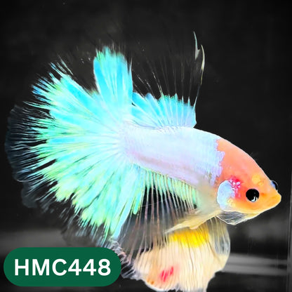 Multicolor Halfmoon Male Betta Fish | Order Directly From Farm | You Pick Fish