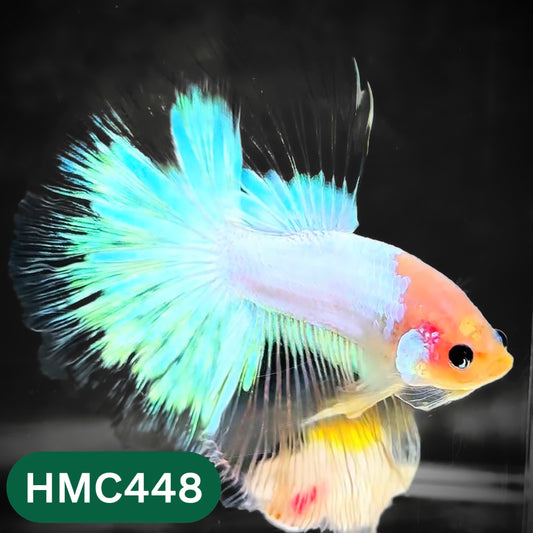 Multicolor Halfmoon Male Betta Fish | Order Directly From Farm | You Pick Fish