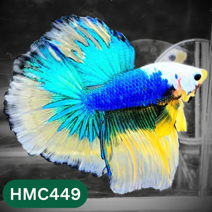 Multicolor Halfmoon Male Betta Fish | Order Directly From Farm | You Pick Fish
