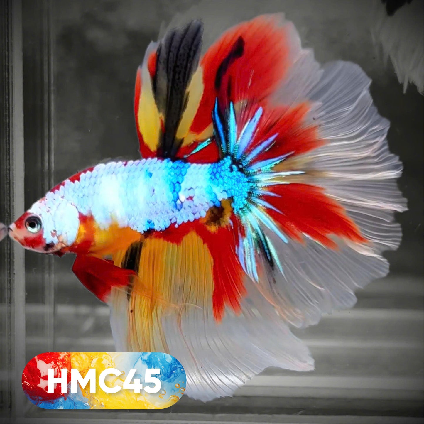 Koi Halfmoon Male Betta Fish