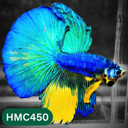 Multicolor Halfmoon Male Betta Fish | Order Directly From Farm | You Pick Fish
