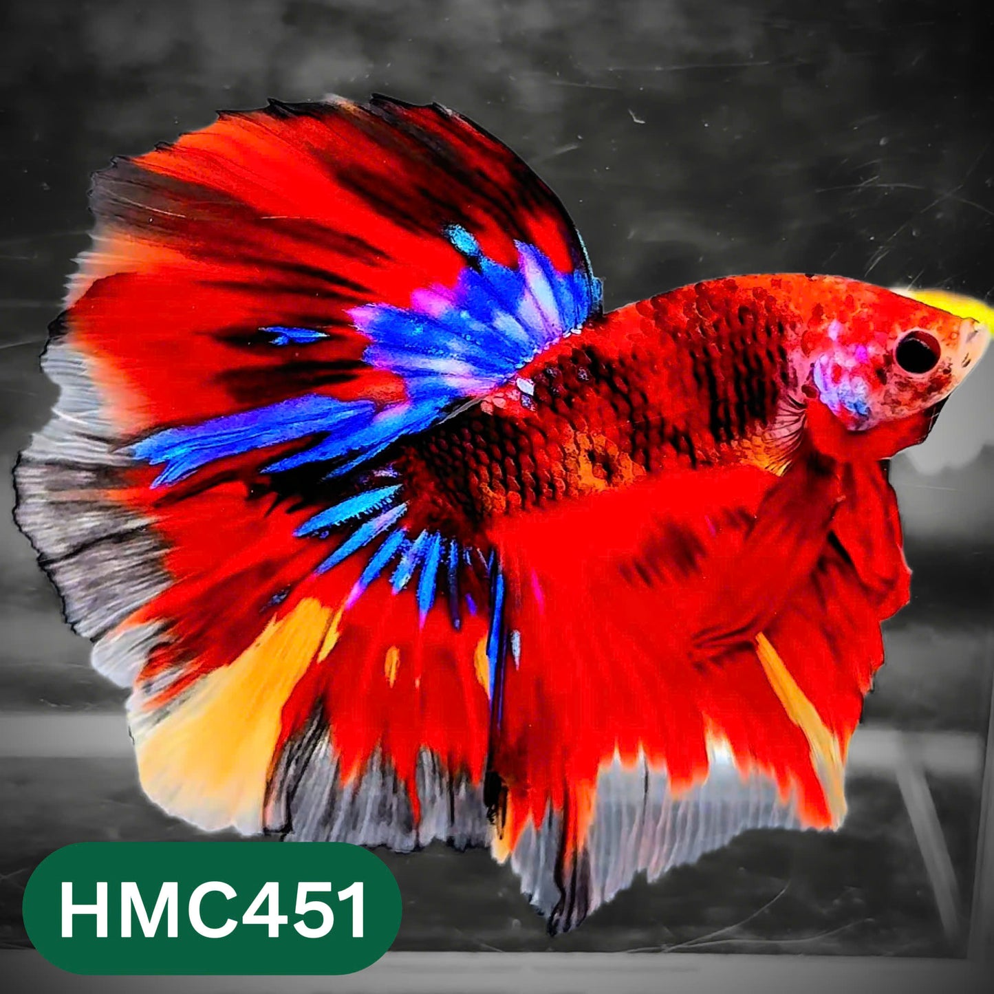 Multicolor Halfmoon Male Betta Fish | Order Directly From Farm | You Pick Fish