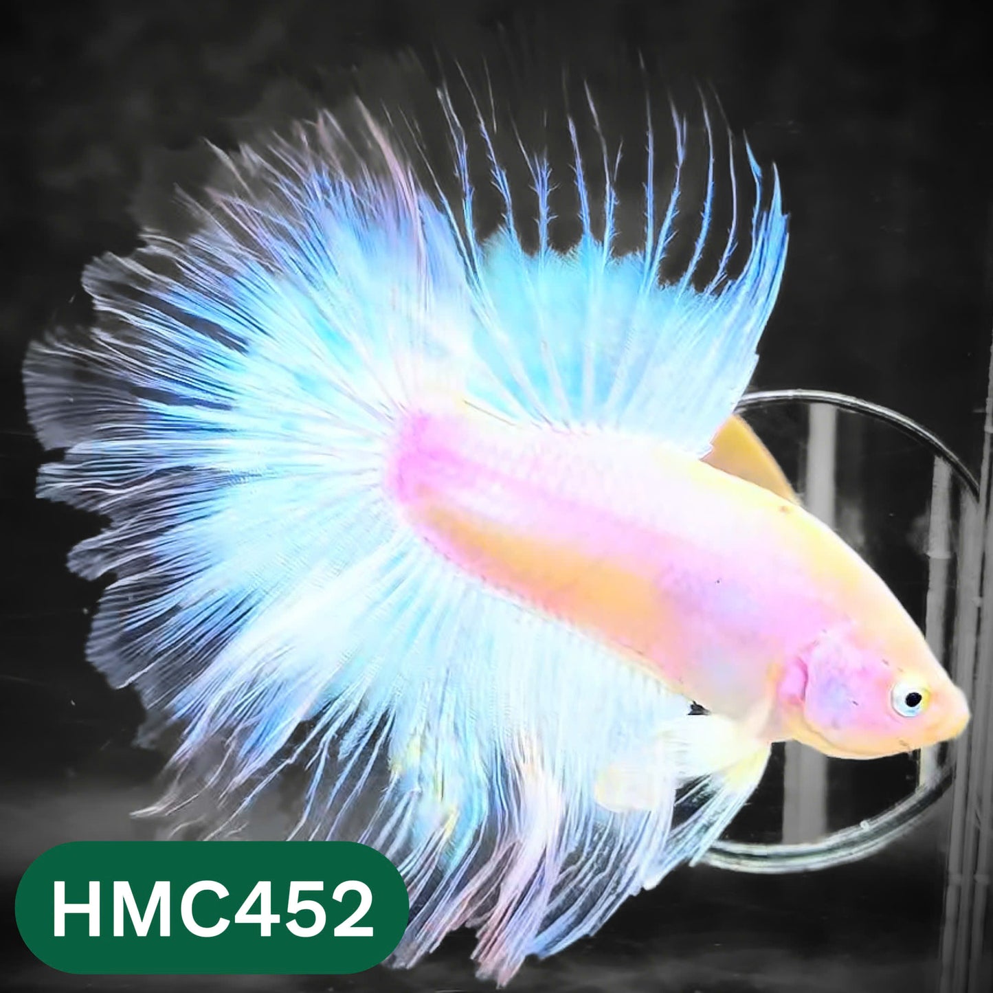 Multicolor Halfmoon Male Betta Fish | Order Directly From Farm | You Pick Fish