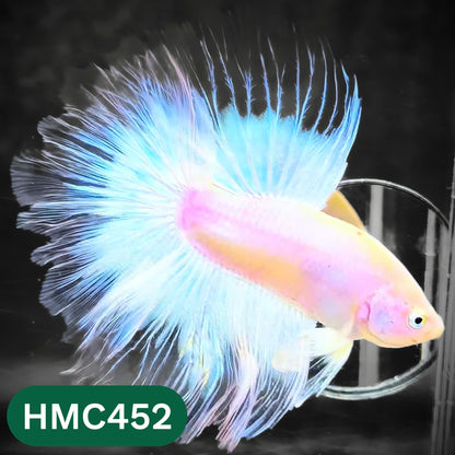 Multicolor Halfmoon Male Betta Fish | Order Directly From Farm | You Pick Fish
