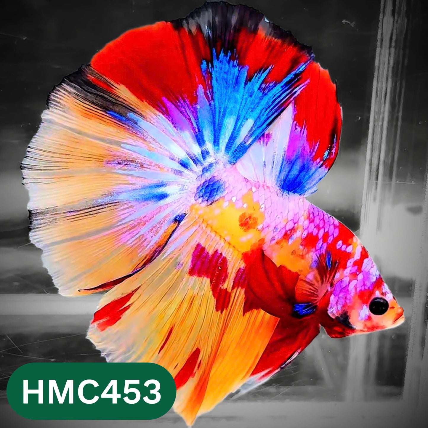 Multicolor Halfmoon Male Betta Fish | Order Directly From Farm | You Pick Fish