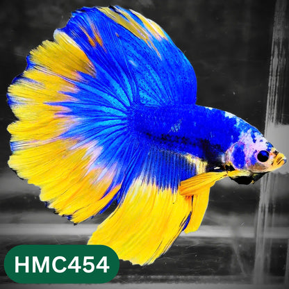 Multicolor Halfmoon Male Betta Fish | Order Directly From Farm | You Pick Fish