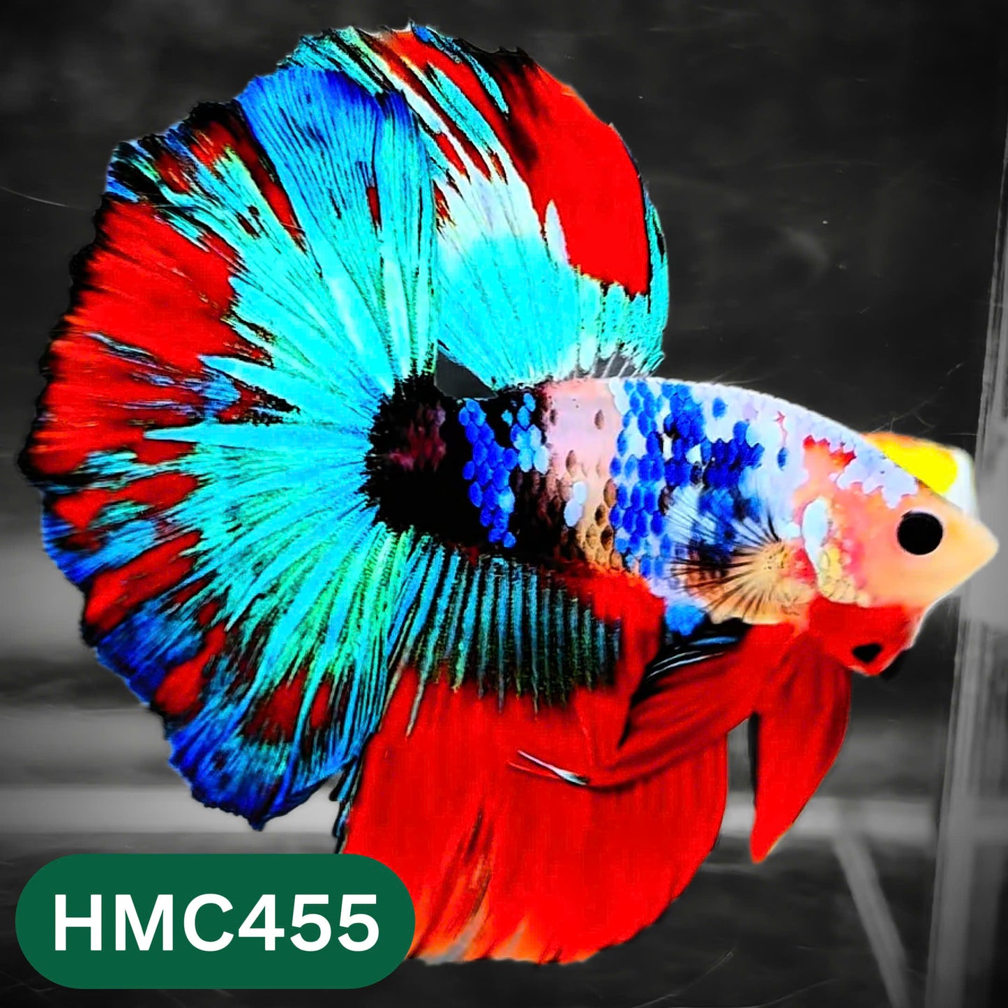 Multicolor Halfmoon Male Betta Fish | Order Directly From Farm | You Pick Fish