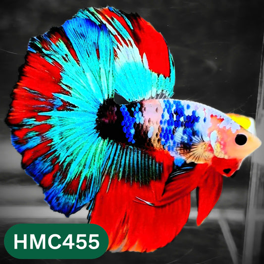 Multicolor Halfmoon Male Betta Fish | Order Directly From Farm | You Pick Fish