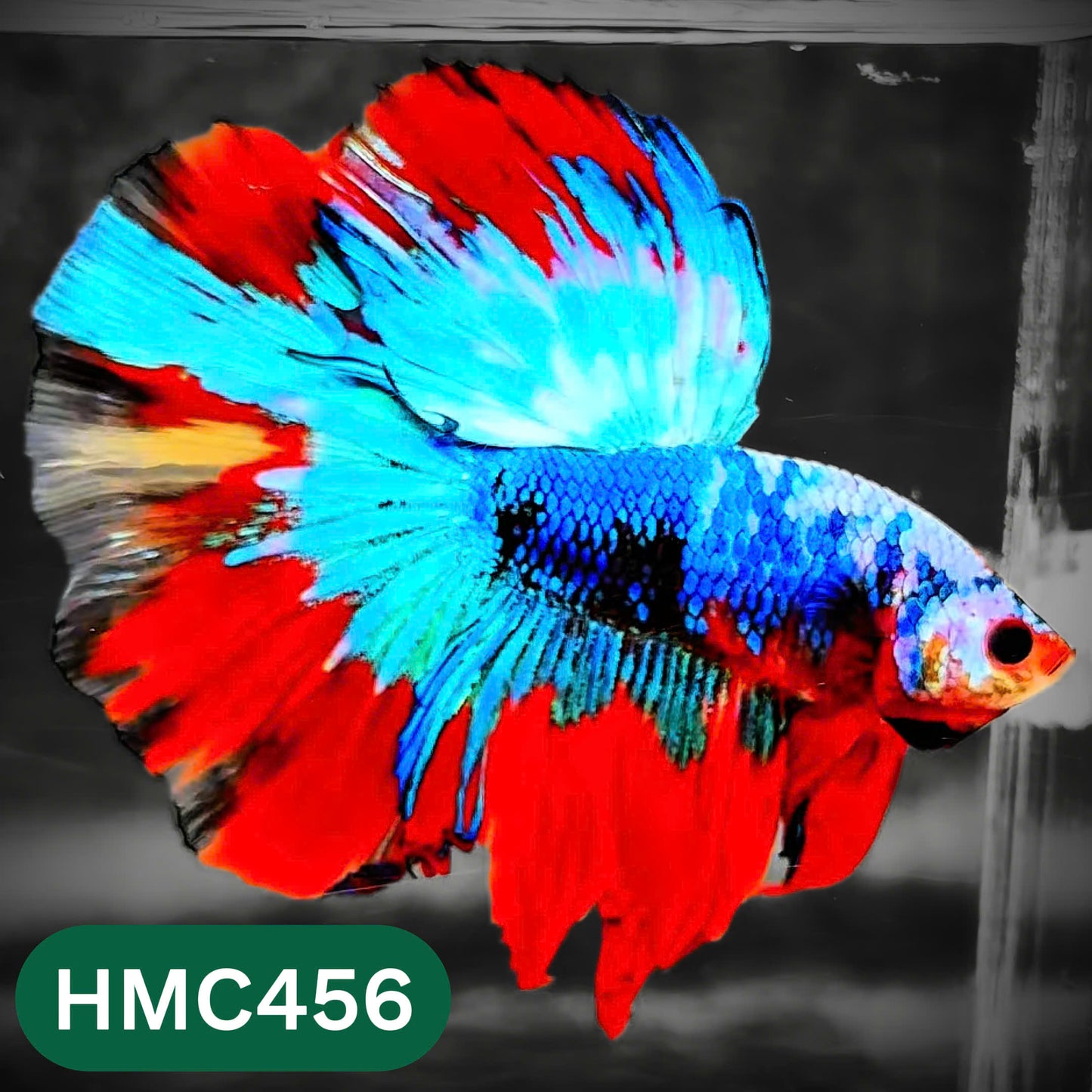 Multicolor Halfmoon Male Betta Fish | Order Directly From Farm | You Pick Fish