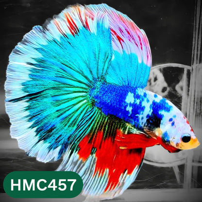 Multicolor Halfmoon Male Betta Fish | Order Directly From Farm | You Pick Fish