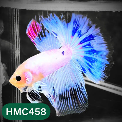 Multicolor Halfmoon Male Betta Fish | Order Directly From Farm | You Pick Fish