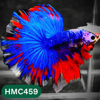 Multicolor Halfmoon Male Betta Fish | Order Directly From Farm | You Pick Fish