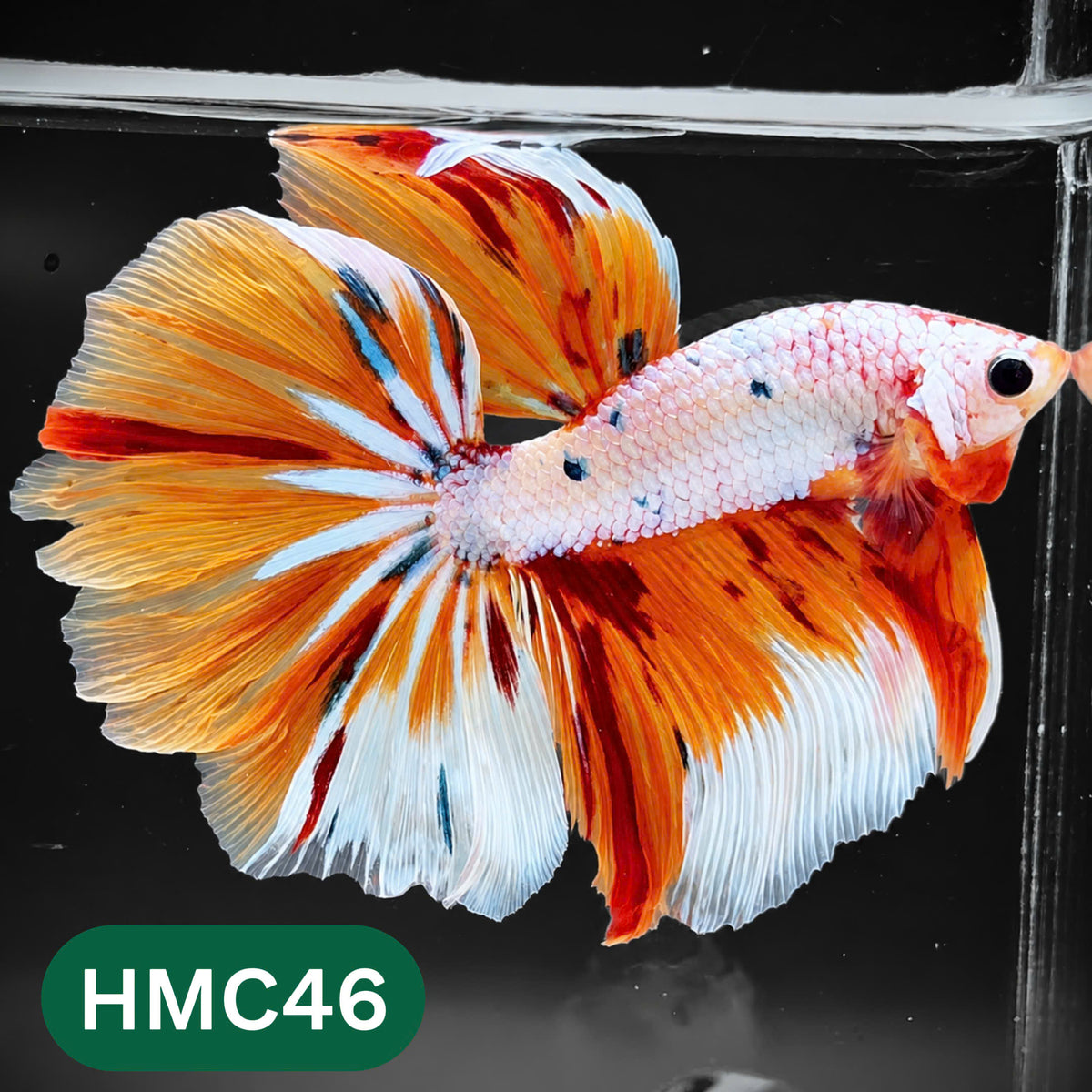 Multicolor Halfmoon Male Betta Fish | High Grade | Order Directly From Farm |  You Pick Fish