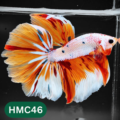 Multicolor Halfmoon Male Betta Fish | High Grade | Order Directly From Farm |  You Pick Fish