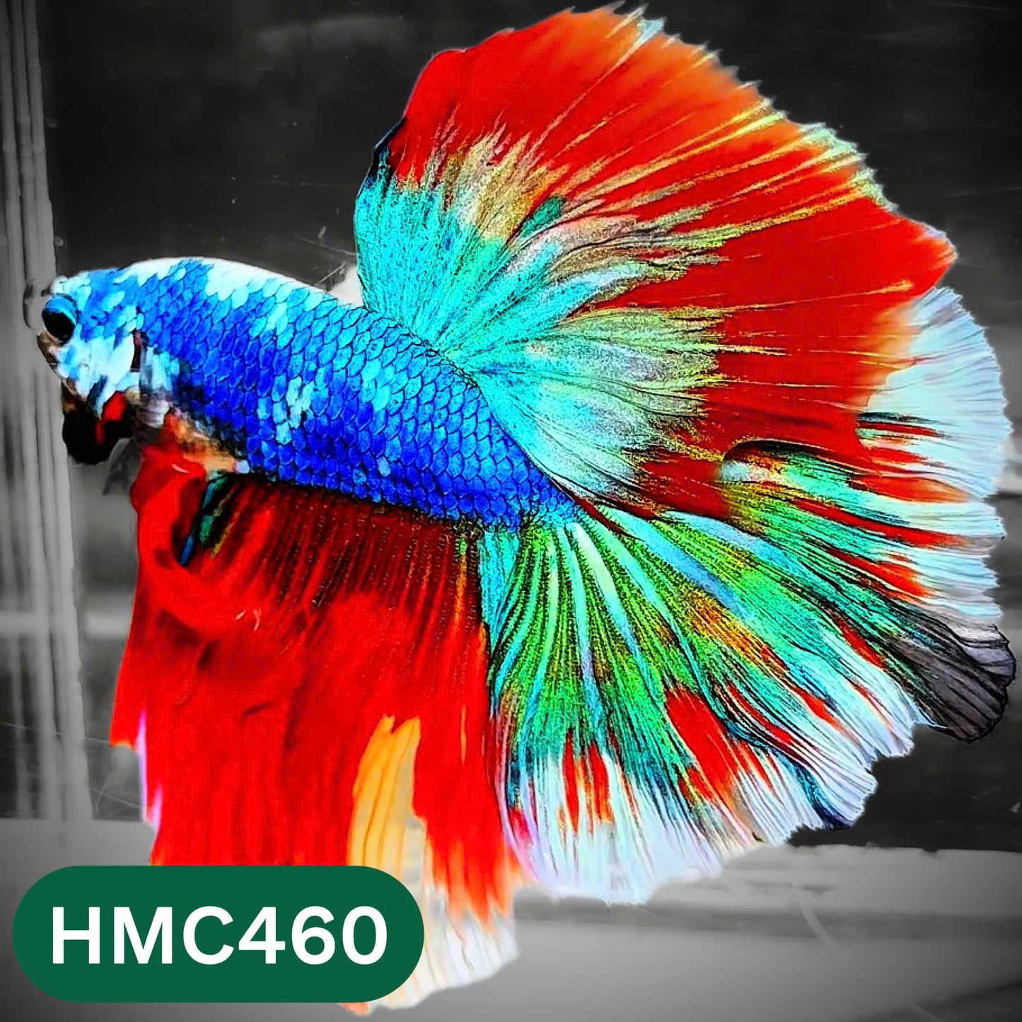 Multicolor Halfmoon Male Betta Fish | Order Directly From Farm | You Pick Fish