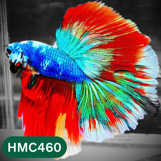 Multicolor Halfmoon Male Betta Fish | Order Directly From Farm | You Pick Fish