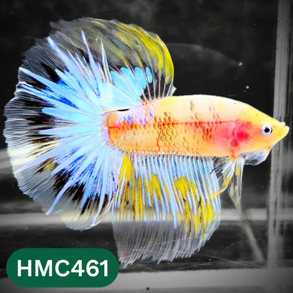 Multicolor Halfmoon Male Betta Fish | Order Directly From Farm | You Pick Fish