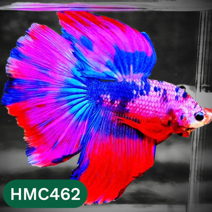 Multicolor Halfmoon Male Betta Fish | Order Directly From Farm | You Pick Fish