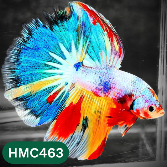 Multicolor Halfmoon Male Betta Fish | Order Directly From Farm | You Pick Fish