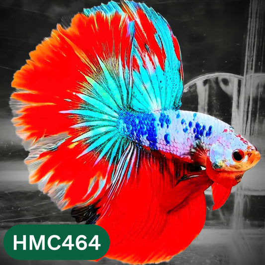 Multicolor Halfmoon Male Betta Fish | Order Directly From Farm | You Pick Fish