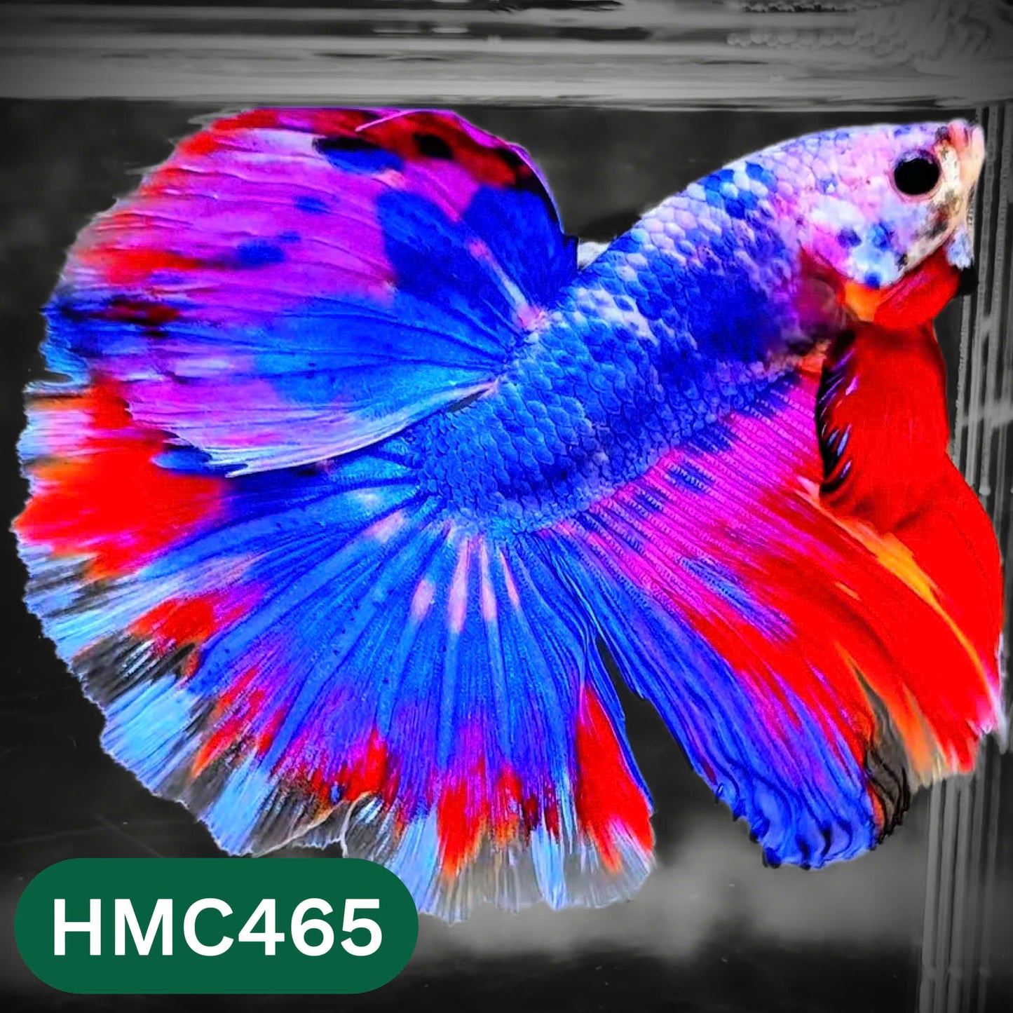 Multicolor Halfmoon Male Betta Fish | Order Directly From Farm | You Pick Fish