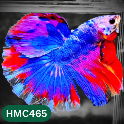 Multicolor Halfmoon Male Betta Fish | Order Directly From Farm | You Pick Fish