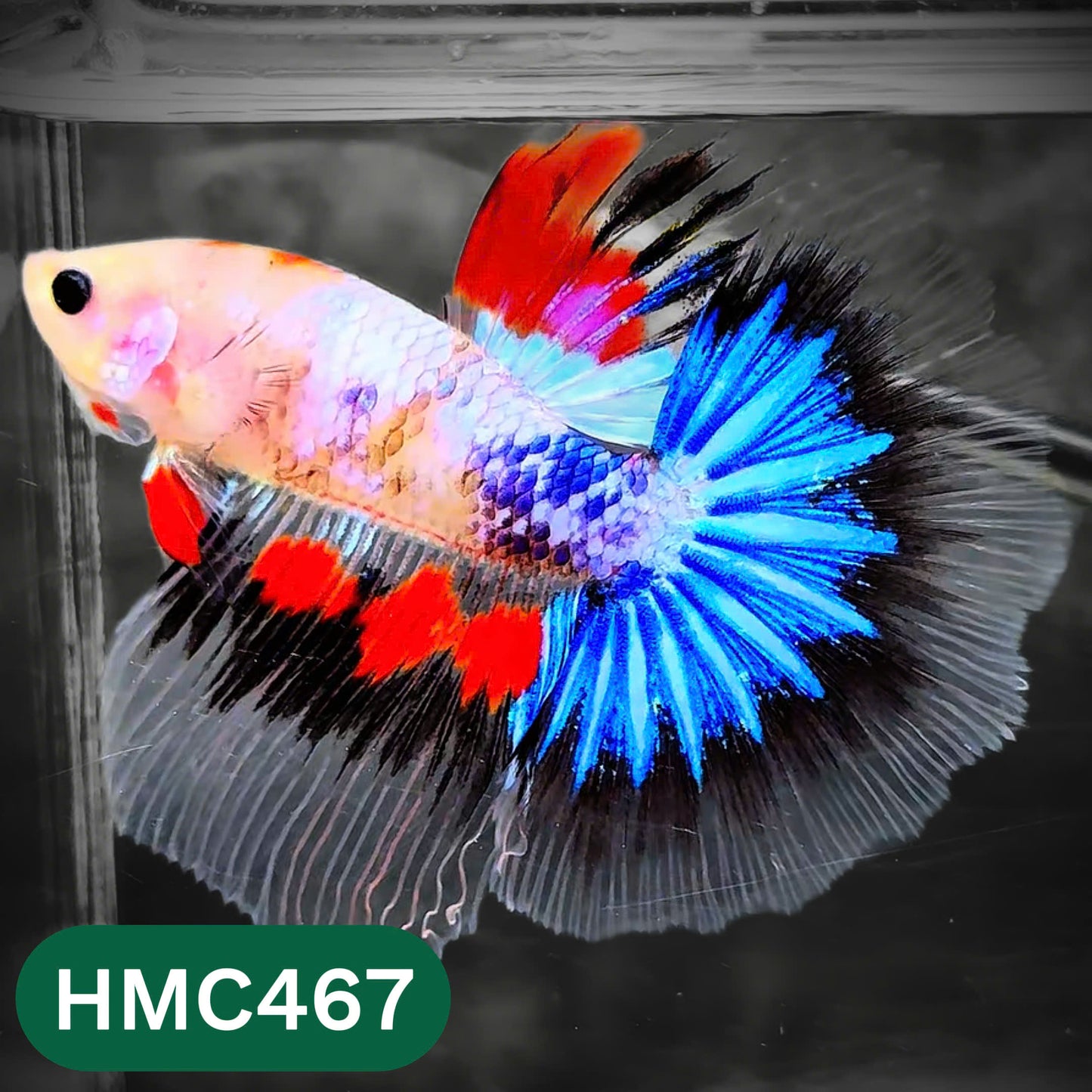 Multicolor Halfmoon Male Betta Fish | Order Directly From Farm | You Pick Fish