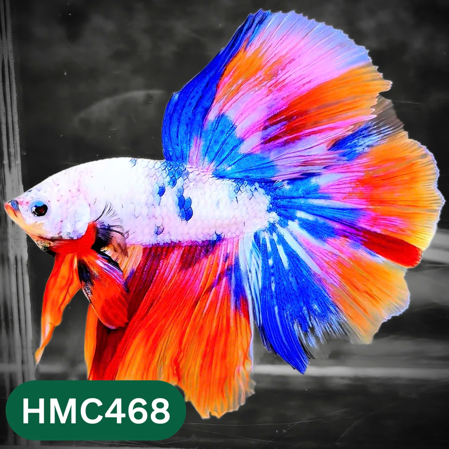 Multicolor Halfmoon Male Betta Fish | Order Directly From Farm | You Pick Fish