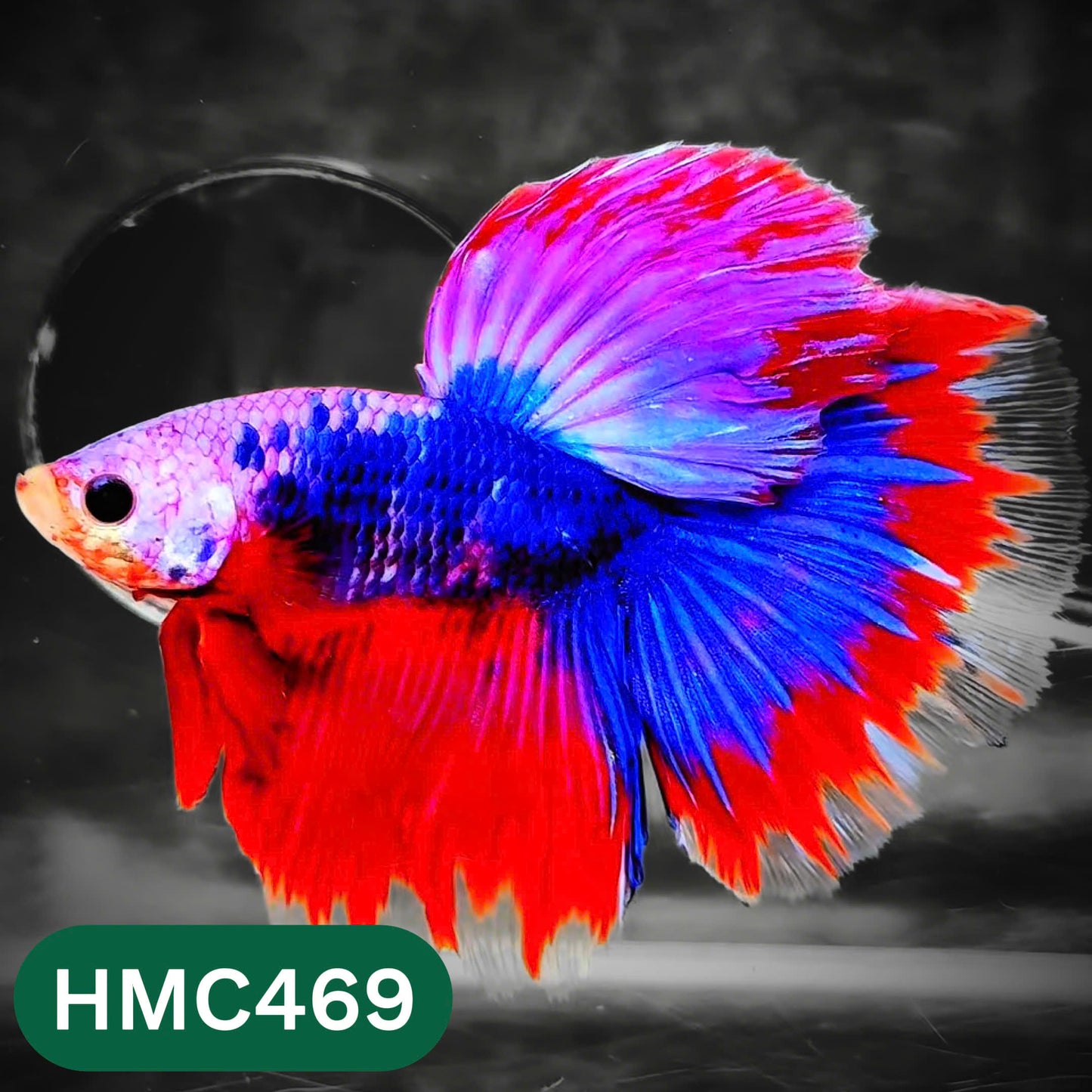 Multicolor Halfmoon Male Betta Fish | Order Directly From Farm | You Pick Fish