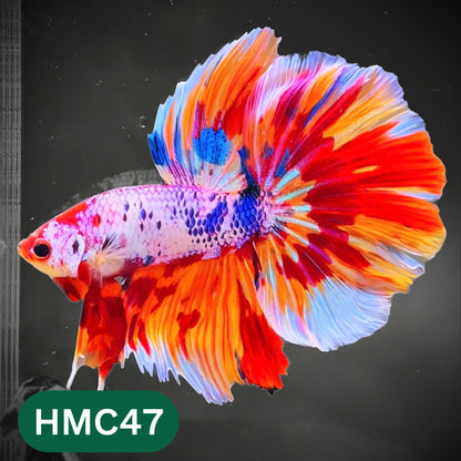 Multicolor Halfmoon Male Betta Fish | High Grade | Order Directly From Farm |  You Pick Fish |