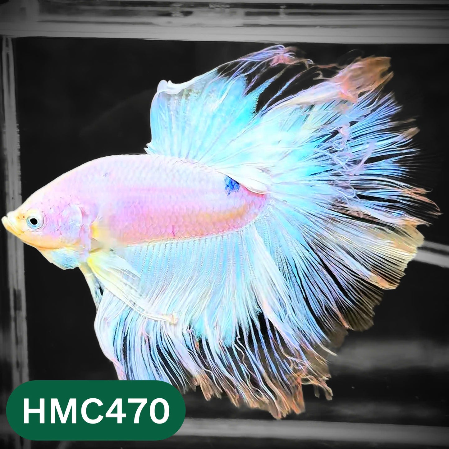 Multicolor Halfmoon Male Betta Fish | Order Directly From Farm | You Pick Fish