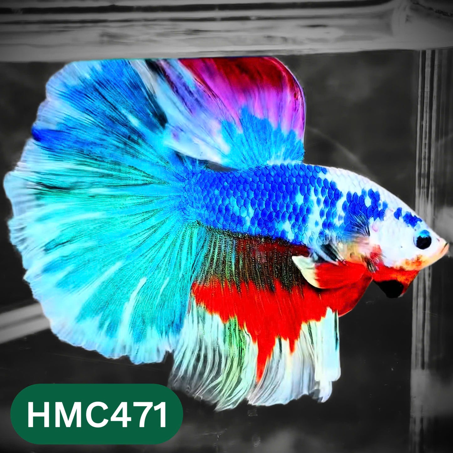 Multicolor Halfmoon Male Betta Fish | Order Directly From Farm | You Pick Fish