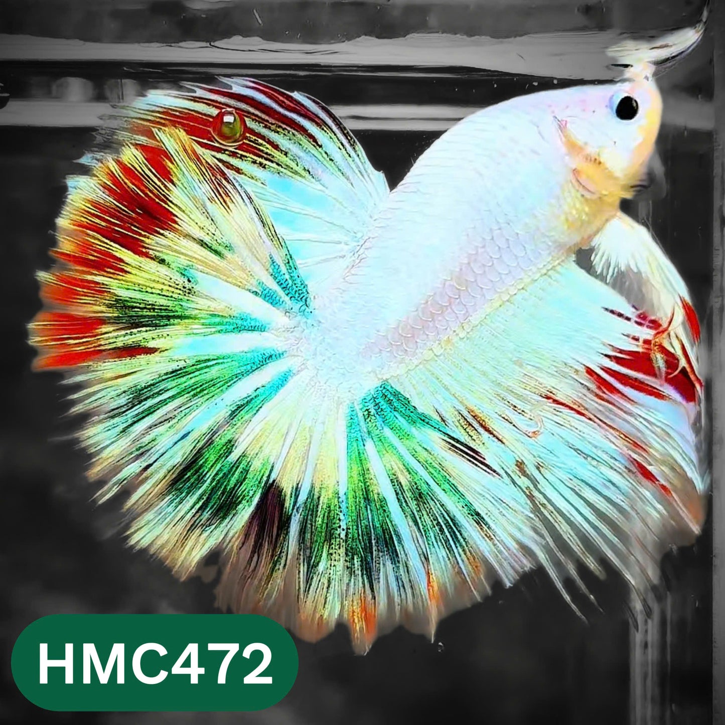 Multicolor Halfmoon Male Betta Fish | High Grade | Order Directly From Farm |  You Pick Fish |