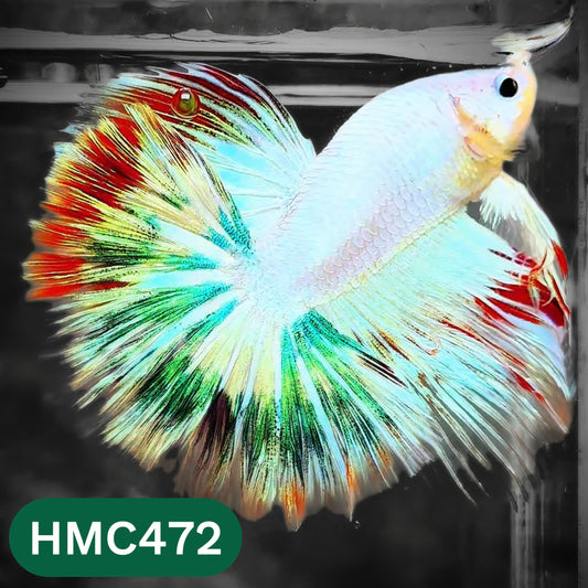 Multicolor Halfmoon Male Betta Fish | High Grade | Order Directly From Farm |  You Pick Fish |