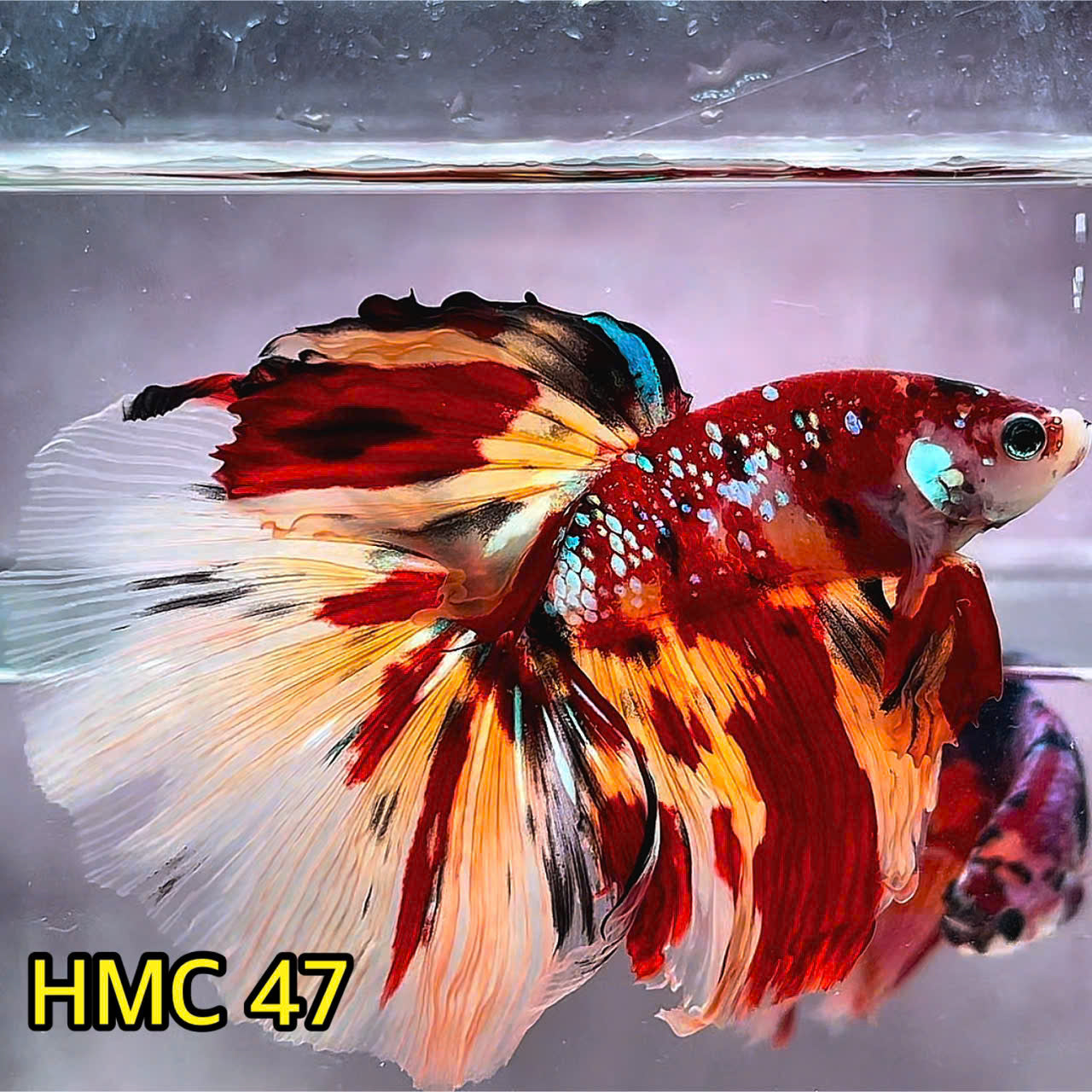 Multicolor Halfmoon Male Betta Fish | Order Directly From Farm | You Pick Fish