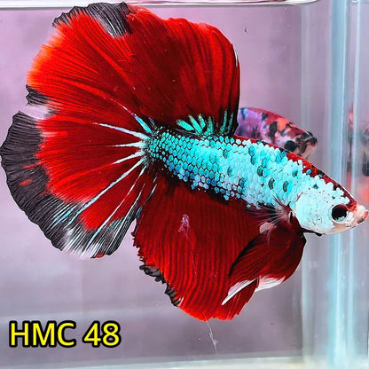 Multicolor Halfmoon Male Betta Fish | Order Directly From Farm | You Pick Fish