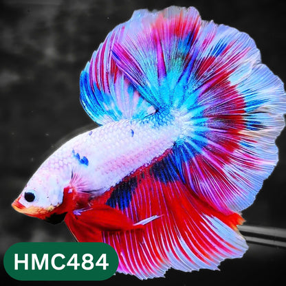 Multicolor Halfmoon Male Betta Fish | High Grade | Order Directly From Farm |  You Pick Fish |