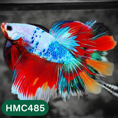 Multicolor Halfmoon Male Betta Fish | High Grade | Order Directly From Farm |  You Pick Fish |