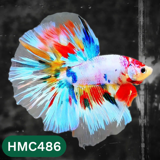 Multicolor Halfmoon Male Betta Fish | High Grade | Order Directly From Farm |  You Pick Fish |